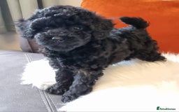 Cockapoo dogs for sale: Adorable best friend pups, sold fully vaccinated - Image 26