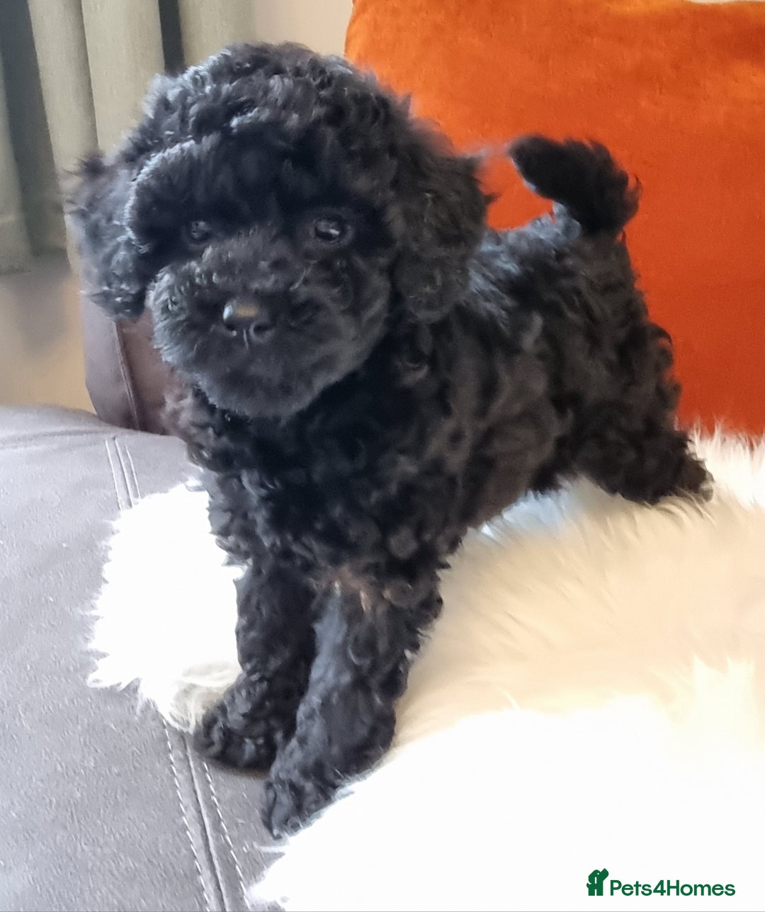 Cockapoo dogs for sale: Adorable best friend pups, sold fully vaccinated - Image 26
