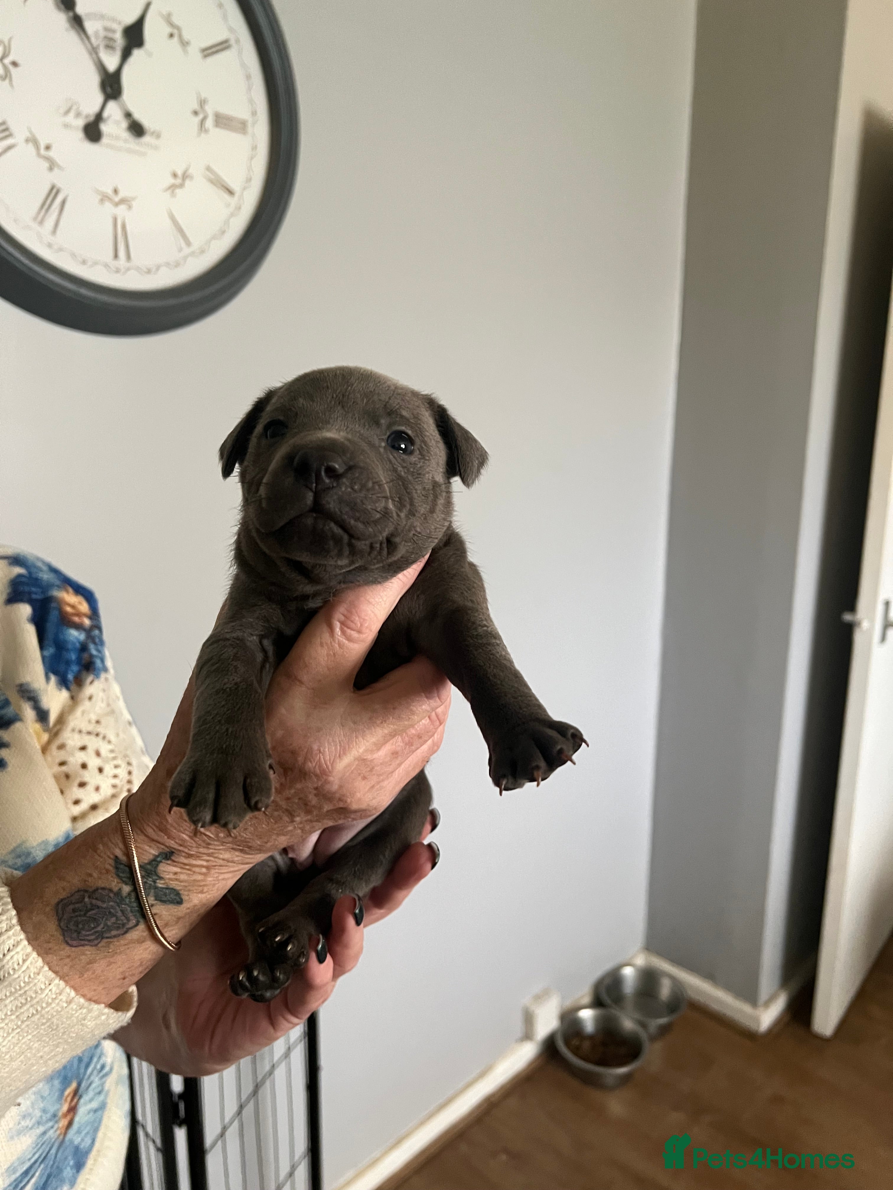 Staffordshire Bull Terrier dogs Stunning stocky blue Staffordshirebull terrier  - Advert 3