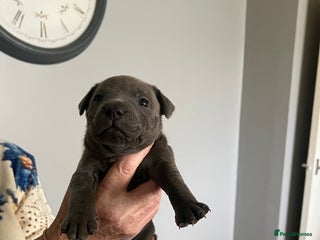 Staffordshire Bull Terrier dogs Stunning stocky blue Staffordshirebull terrier - Advert 11
