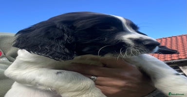 English Springer Spaniel dogs - Advert 12
