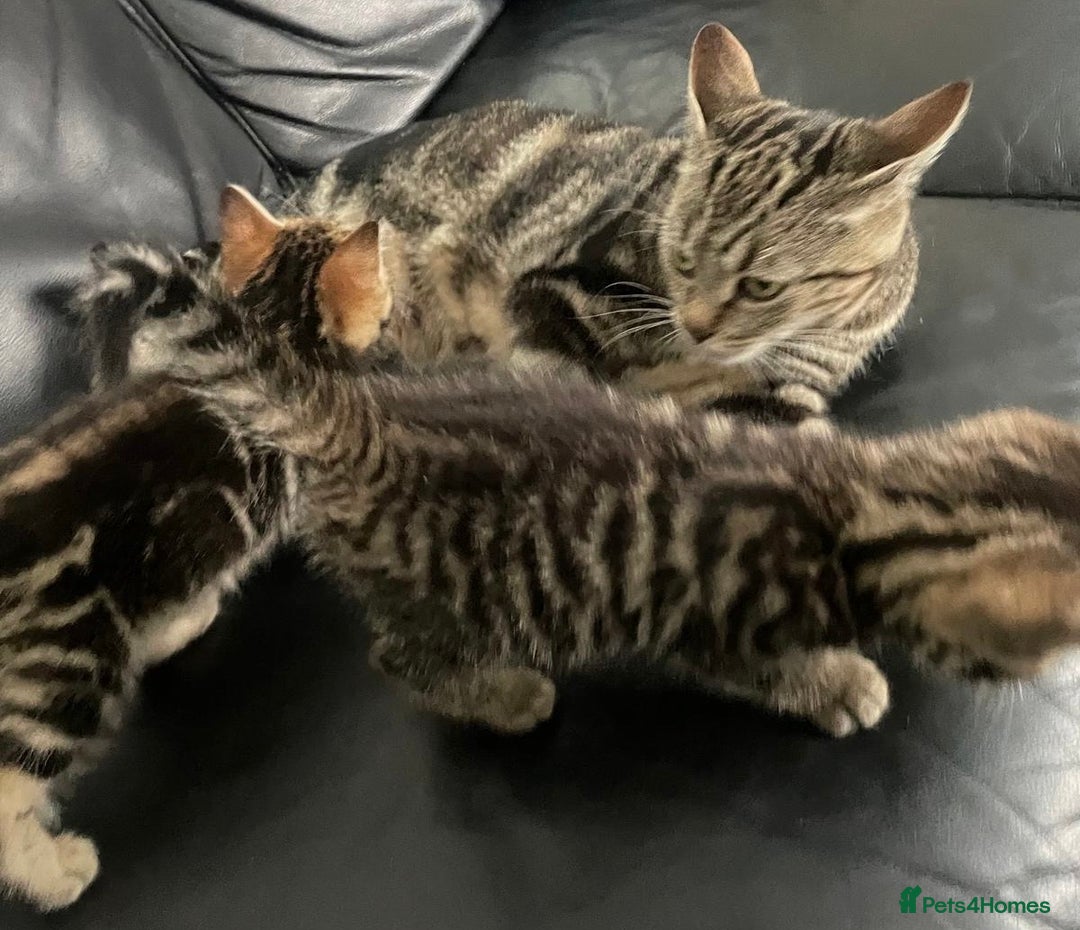 Mixed Breed cats for sale: Beautiful full marble/stripy kittens - Image 3