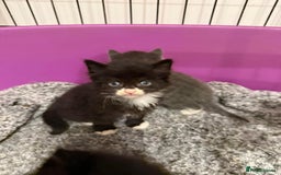 British Longhair cats for sale: beautiful kittens  - Image 3
