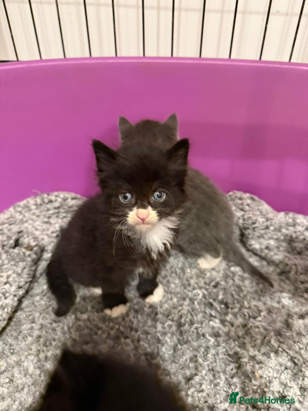 British Longhair cats for sale: beautiful kittens  - Image 3