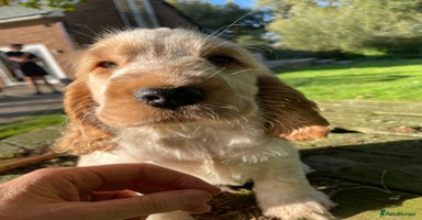 Cocker Spaniel dogs - Advert 15