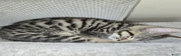 Mixed Breed cats for sale: Stunning Black Panther Kitten - Advert 7