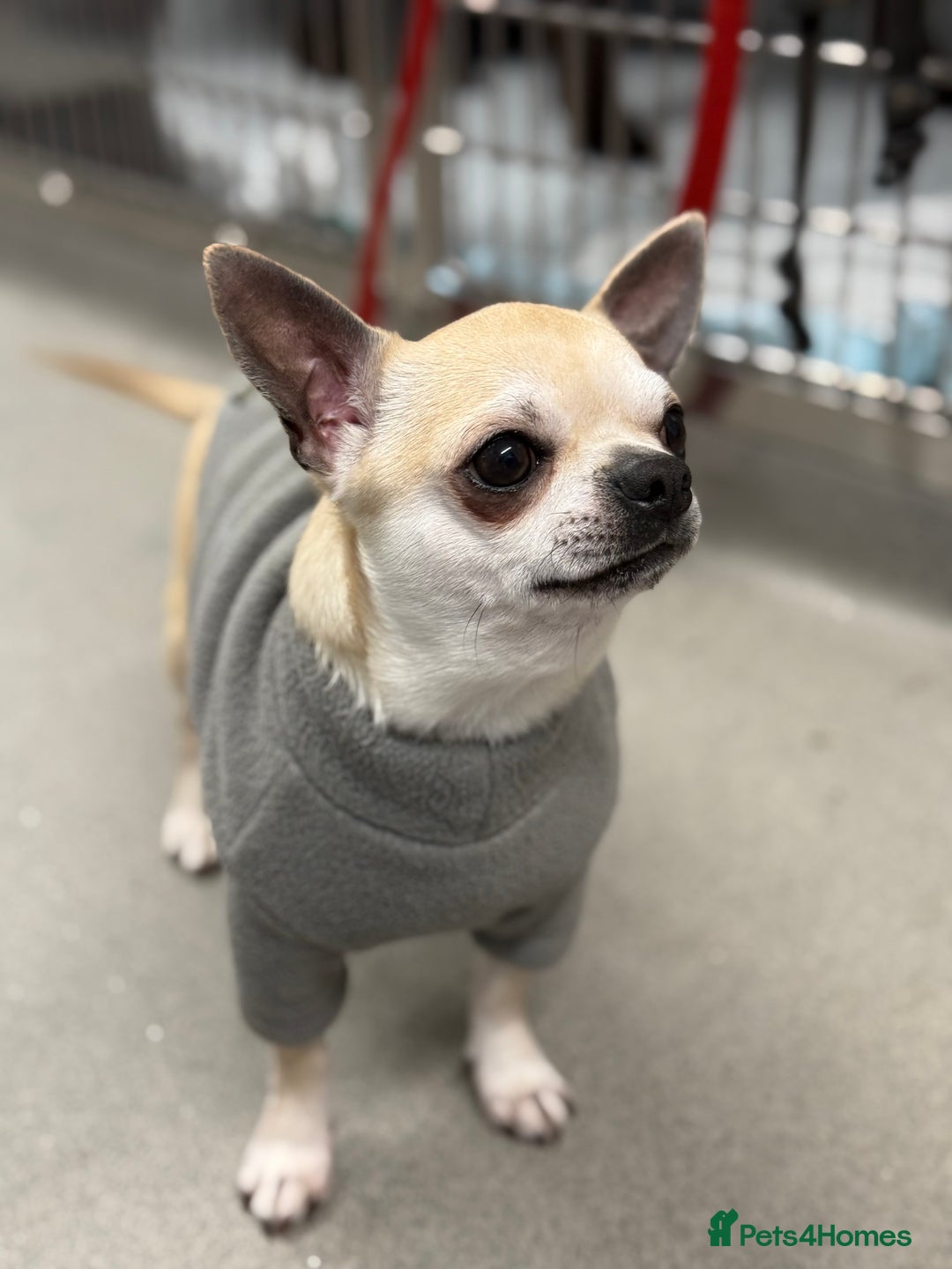 Chihuahua dogs for stud: KC Registered & Health Tested Chihuahua STUD  in Redhill - Image 2