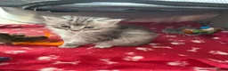 Siberian cats for sale: Siberian x Siberian Neva Masquerade Kittens - Advert 22