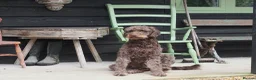 Labradoodle dogs for sale: Labradoodles Miniature/Midi Puppies Muliti Gen  - Advert 24