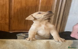 Labrador Retriever dogs for sale: Beautiful Black/yellow/foxred puppies! - Image 8