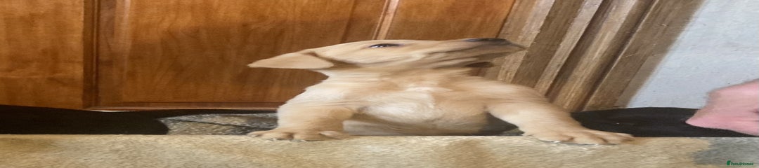 Labrador Retriever Puppy 3