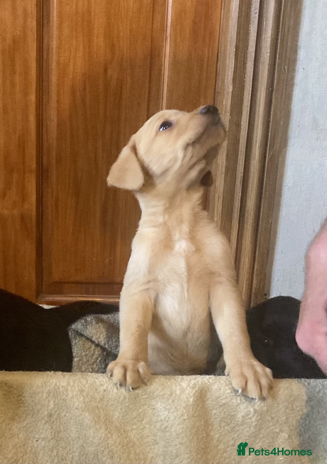 Labrador Retriever dogs for sale: Beautiful Black/yellow/foxred puppies! - Image 8