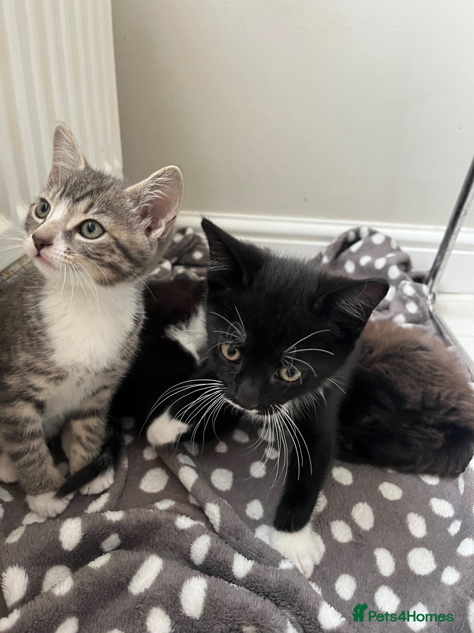 Mixed Breed cats 3 x Gorgeous Kittens Left  - Advert 6
