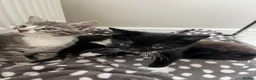 Mixed Breed cats for sale: 3 x Gorgeous Kittens Left  in Bournemouth - Advert 1