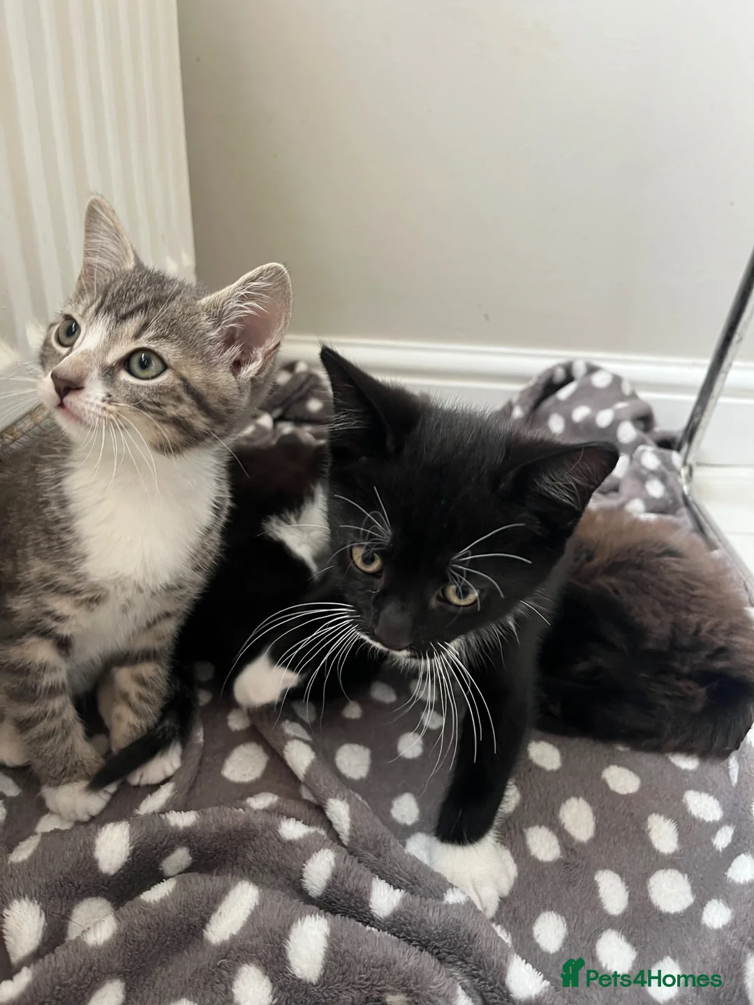 Mixed Breed cats for sale: 3 x Gorgeous Kittens Left  in Bournemouth - Advert 1