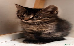 Mixed Breed cats for sale: 3 mixed female and 1 male  - Image 4