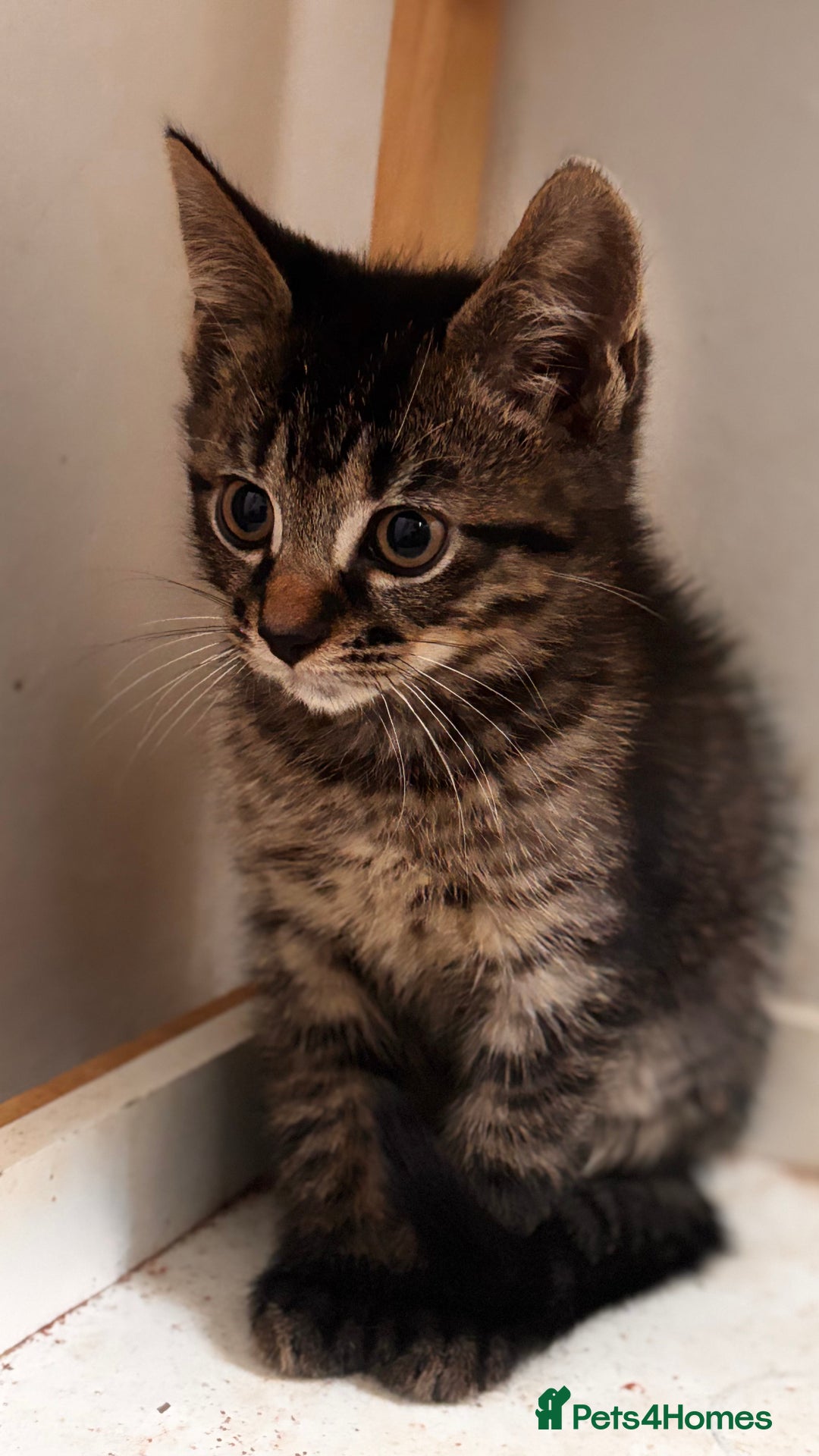 Mixed Breed cats for sale: 3 mixed female and 1 male  - Image 4
