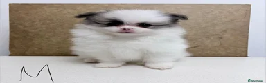Pomeranian Puppy 1