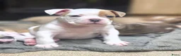 Dorset Olde Tyme Bulldogge dogs for sale: Olde English bulldog puppies  - Advert 3