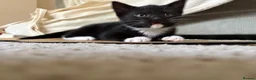 British Shorthair cats for sale: Two playful and friendly tuxedo kittens left  - Advert 7
