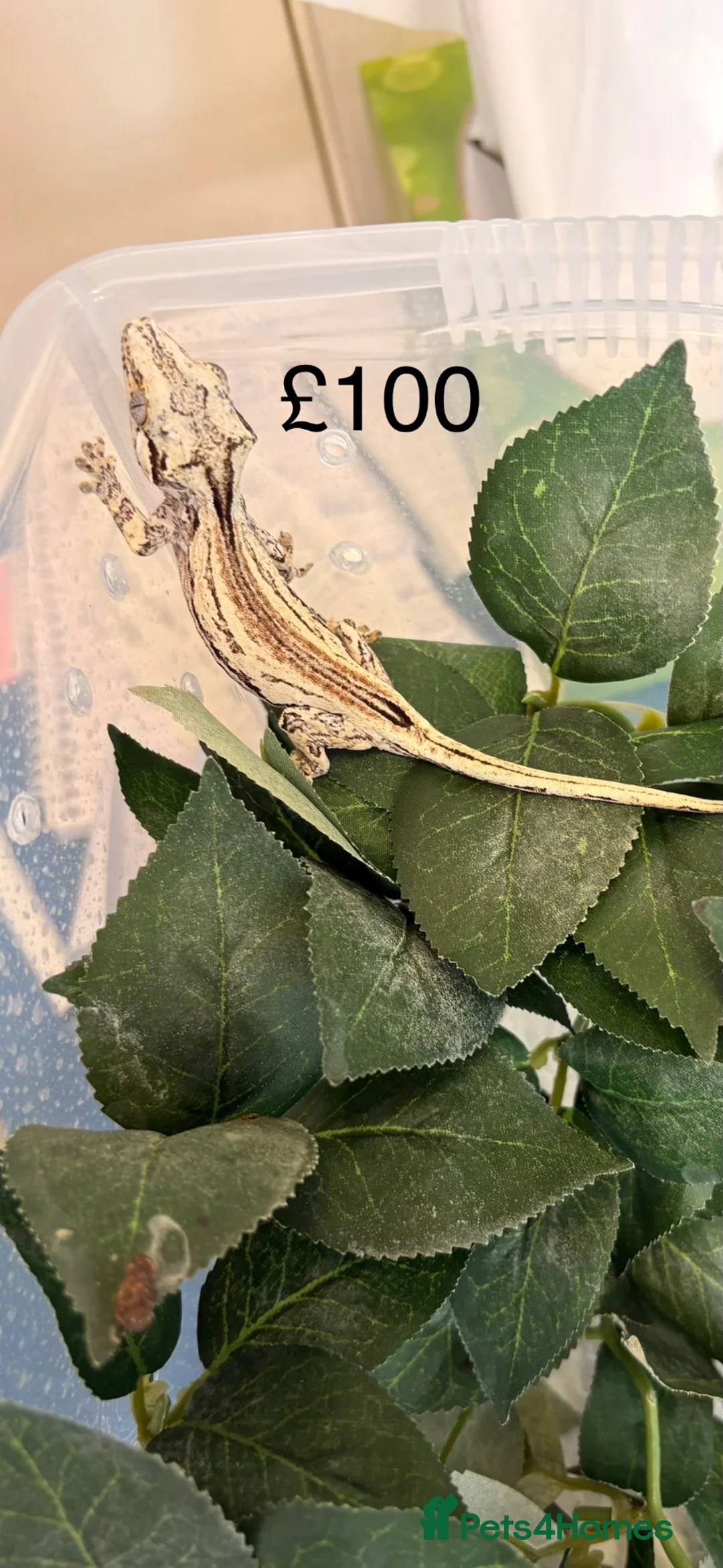 Gecko reptiles for sale: Chahoua and gargoyle geckos various  - Advert 6