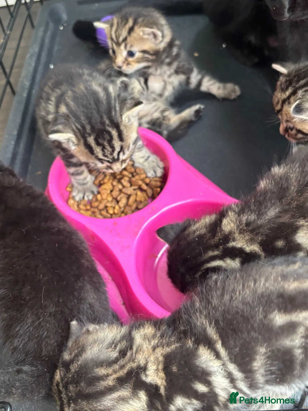 Bengal cats for sale: Bengal Kittens Looking for Their Forever Homes  - Advert 34