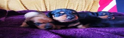 Miniature Dachshund dogs for sale: KC Stunning litter of girls 💗 - Advert 23