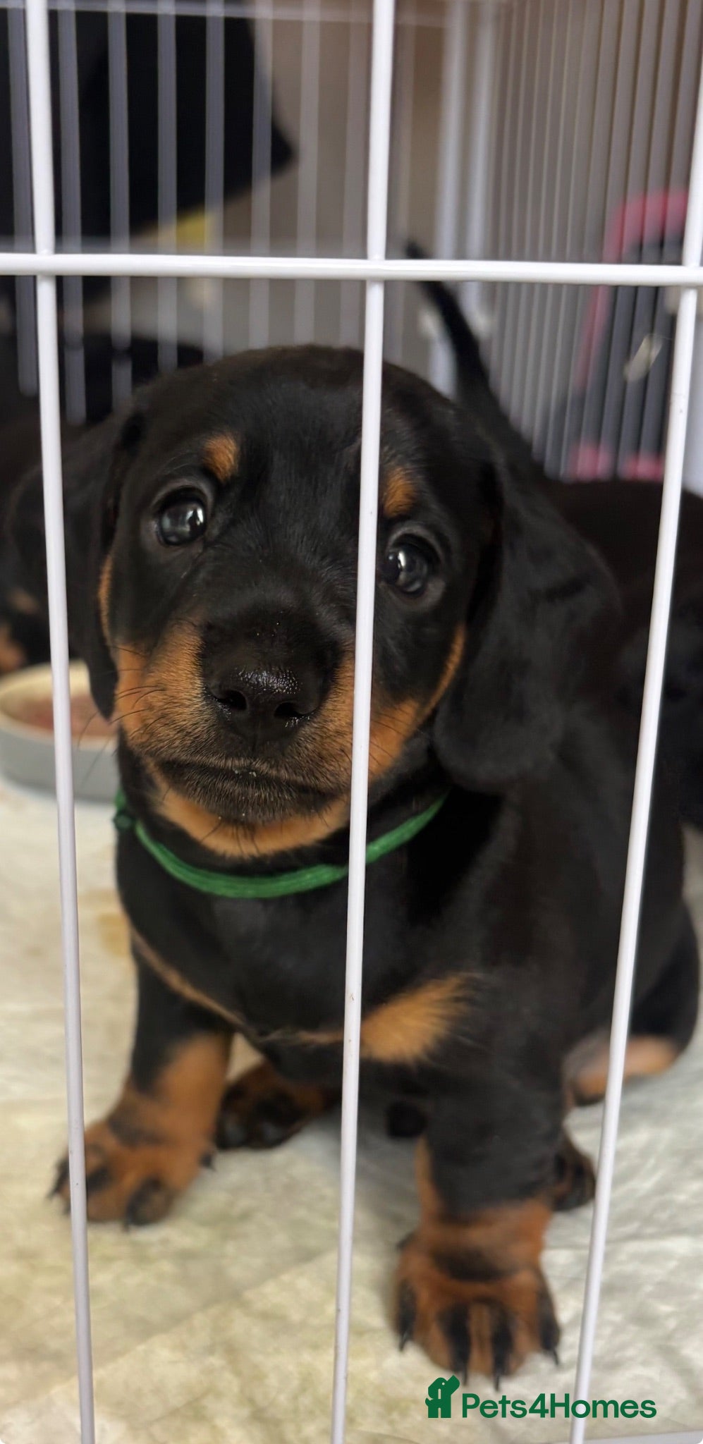 Miniature Dachshund dogs Quality Miniature Dachshund Puppies - Advert 2