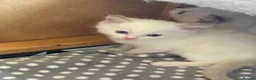 Ragdoll cats for sale: Adorable Gccf registered kittens  in Wakefield - Advert 16