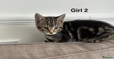 Bengal cats - Advert 8