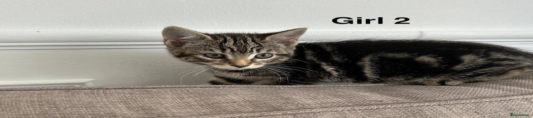 Bengal girl 2