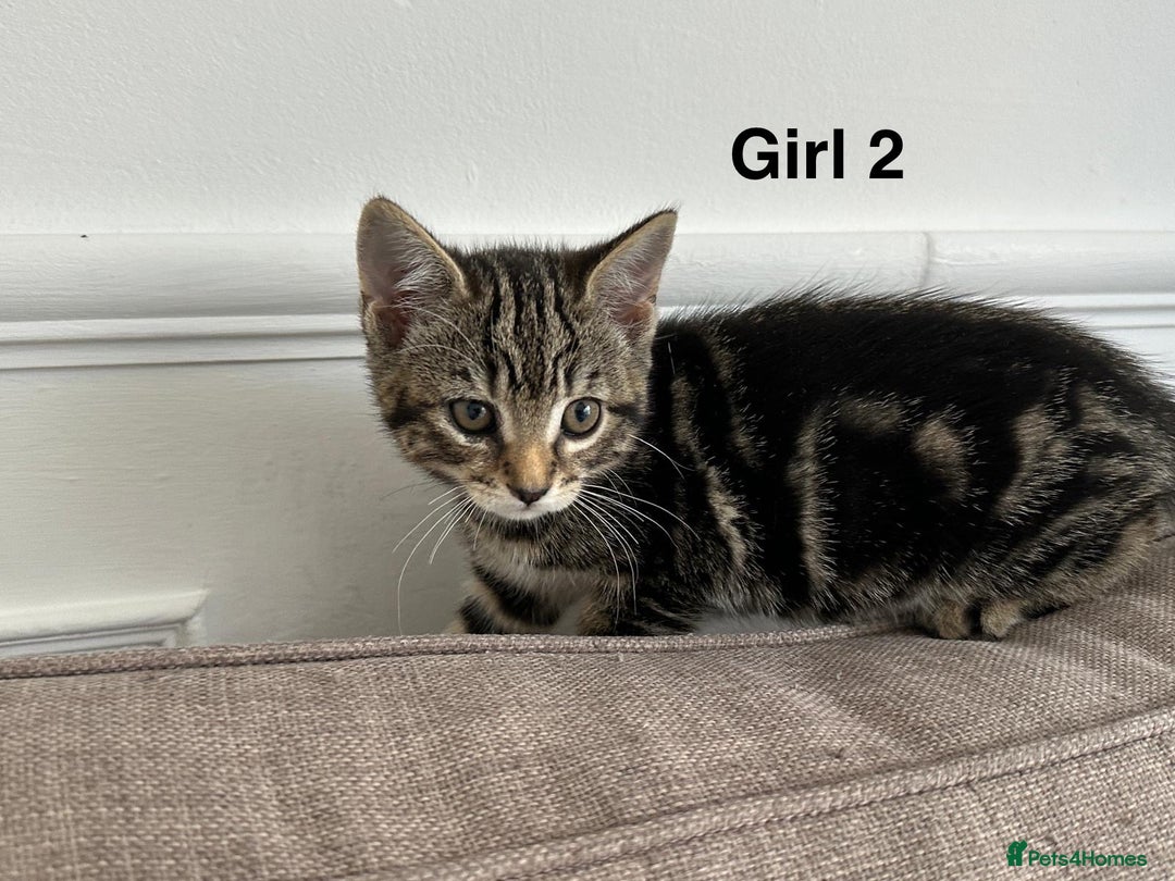 Bengal cats for sale: Gorgeous bengal kittens. READY NOW!!!! - Image 13