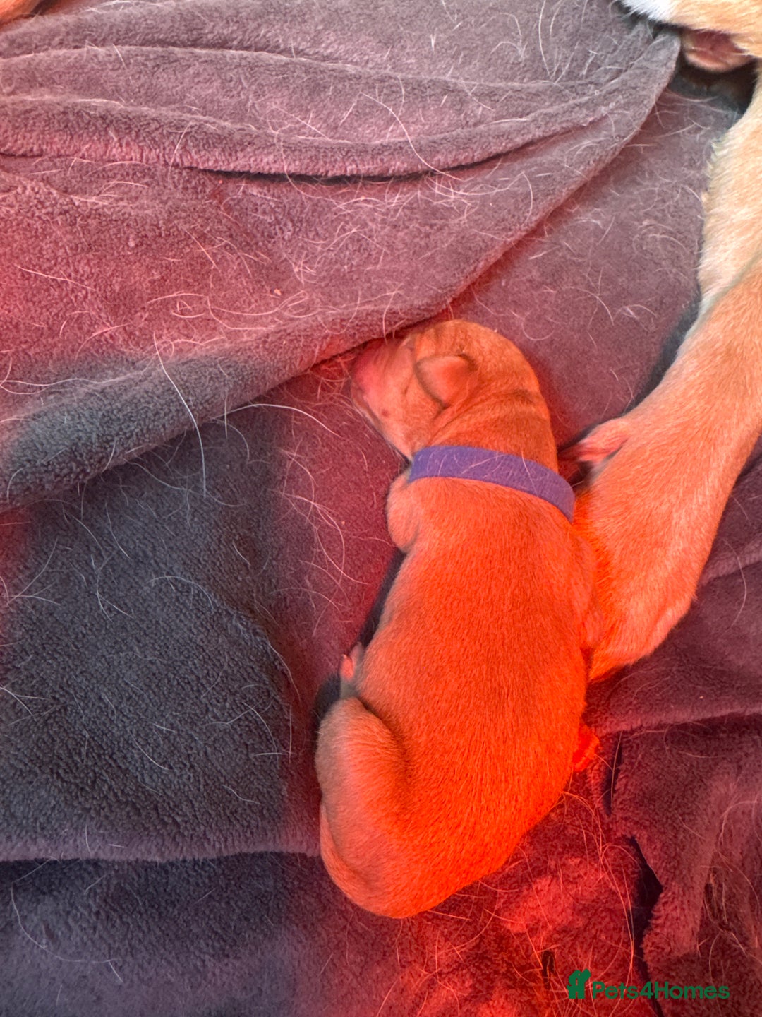Labrador Retriever dogs for sale: Labrador puppy for Christmas? Dog for life - Image 11