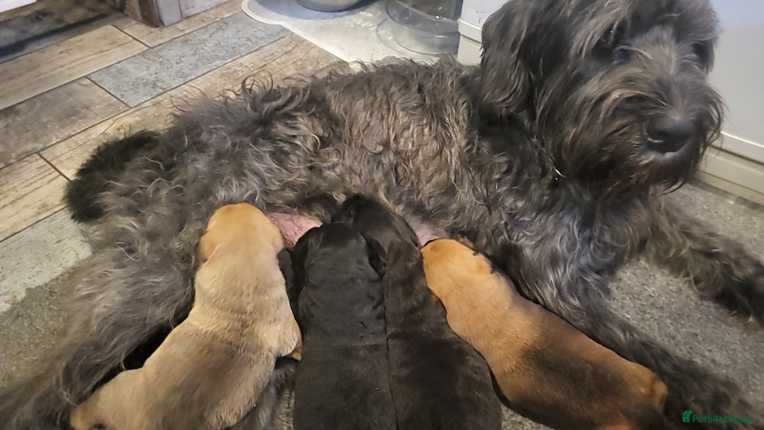 Mixed Breed dogs for sale: Ronnie - 15 month male  - Image 6