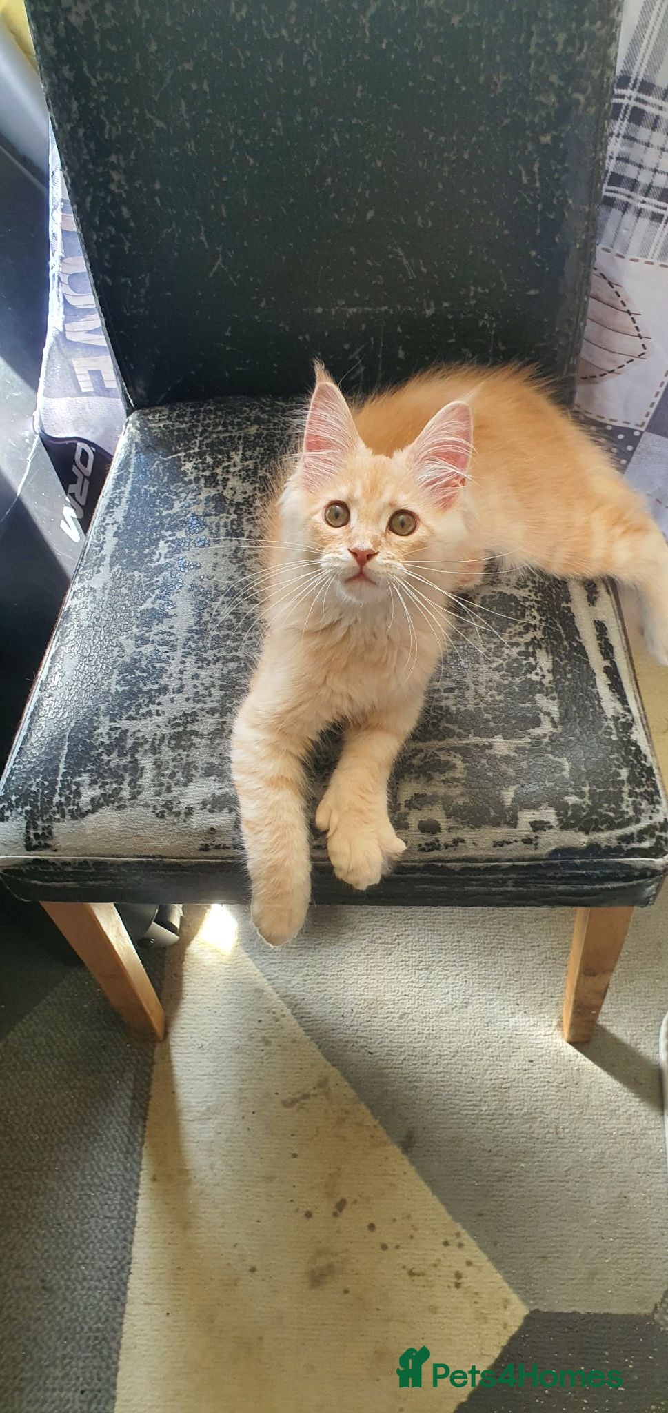 Maine Coon cats Maine coon 😸 Last cream boy left - Advert 2