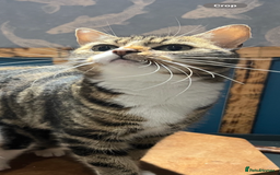 Mixed Breed cats for sale: 5 adorable kittens - Image 2