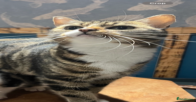 Mixed Breed cats - Advert 4