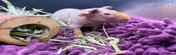 Guinea Pig rodents for sale: Pair of Girl Skinny Pigs - Advert 8