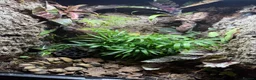 Frog reptiles for sale: Enclosure with 3 azule dart frogs  - Advert 1