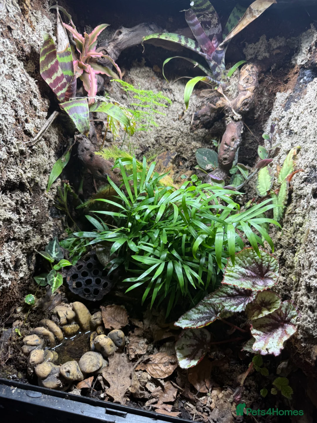 Frog reptiles for sale: Enclosure with 3 azule dart frogs  - Advert 1