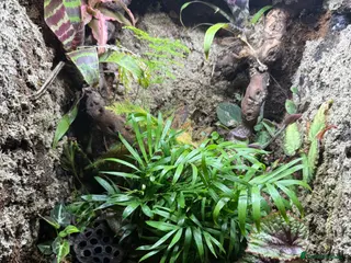 Frog reptiles Enclosure with 3 azule dart frogs - Advert 8