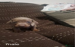 Dachshund dogs for sale: Beautiful dashound puppies  - Image 1