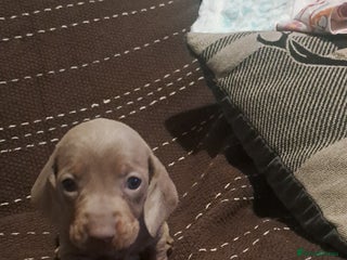 Dachshund dogs for sale - Advert 1