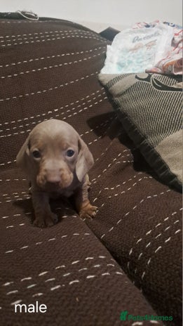 Dachshund dogs - Advert 1