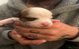 Mixed Breed dogs for sale: Bulldach Puppies - Image 22