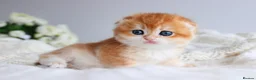 Scottish Fold cats for sale: Rare & Exclusive Golden Chinchilla Babies  - Advert 3