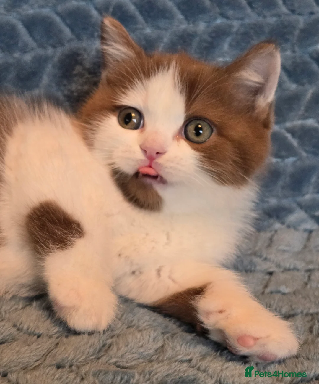 British Shorthair cats for sale: TICA registered British shorthair kittens - Advert 20