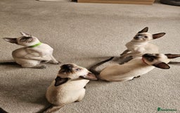 Siamese cats for sale: Adorable Siamese kittens ready to leave - Image 13