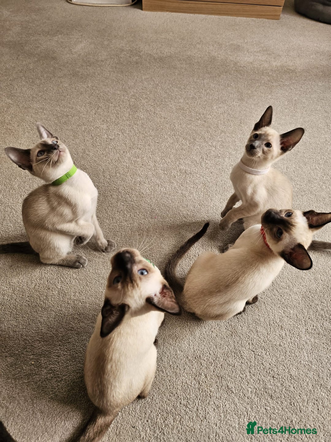 Siamese cats for sale: Adorable Siamese kittens ready to leave - Image 13