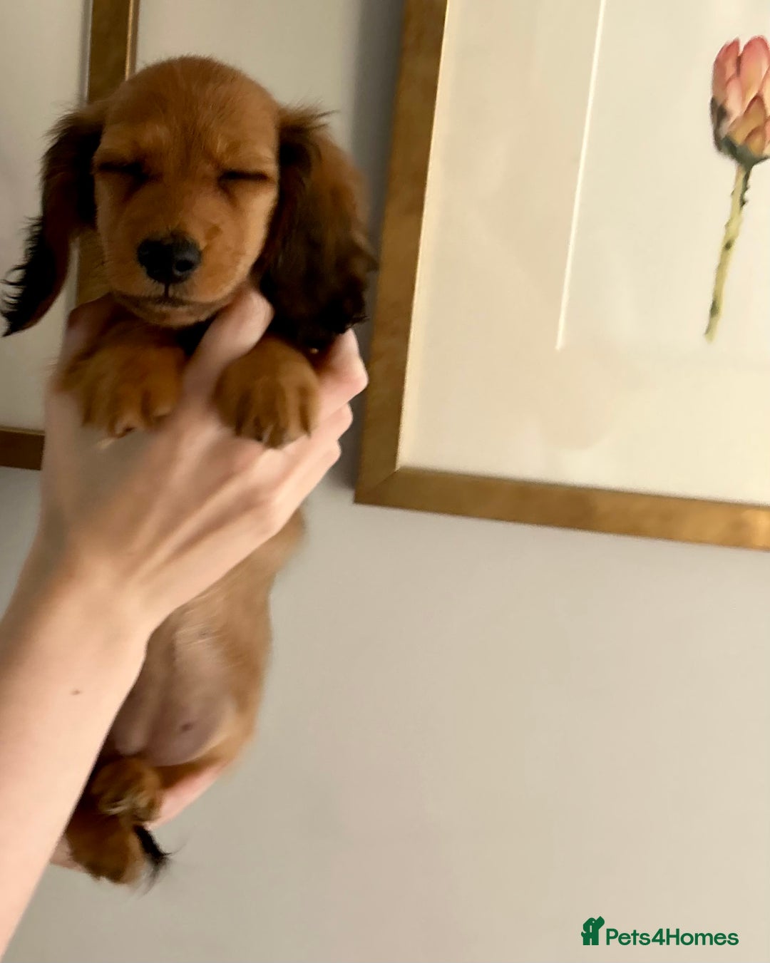 Miniature Dachshund dogs for sale:  Ready to leave - Long Haired Miniature Dachshund  - Image 4